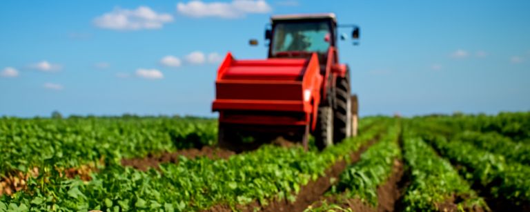 بهترین قیمت سیب زمینی کار 1 1